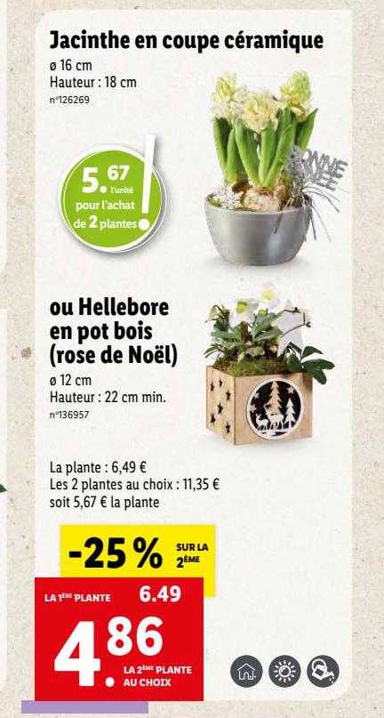 jacinthe en coupe céramique ou hellebore en pot bois (rose de noël)