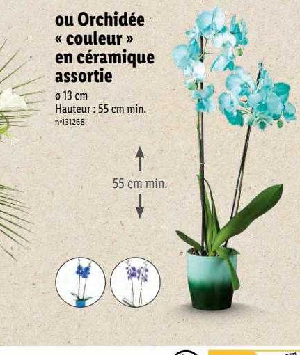 ou orchidée «couleur» en céramique assortie