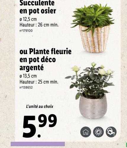 succulente en pot osier ou plante fleurie en pot déco argenté