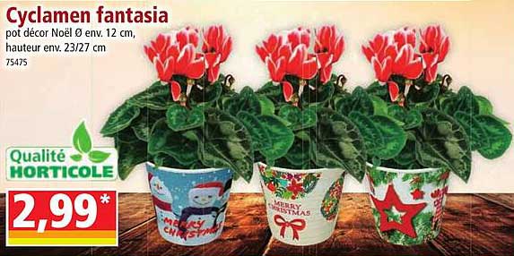 cyclamen fantasia