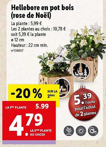 hellebore en pot bois (rose de noël)