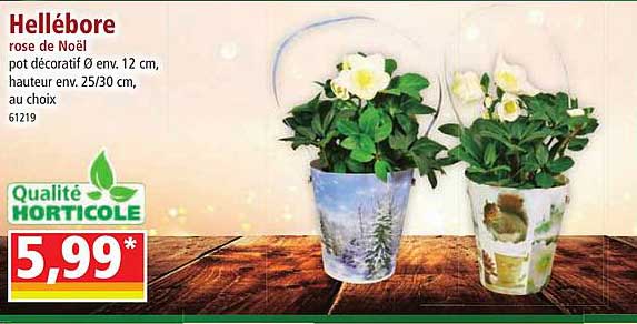 hellébore rose de noël