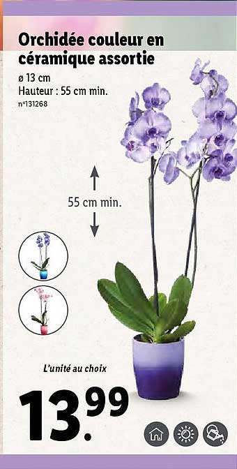 orchidée couleur en céramique assortie