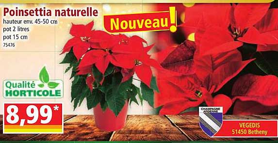 poinsettia naturelle