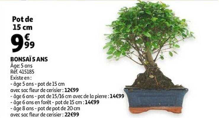 bonsaï 5 ans
