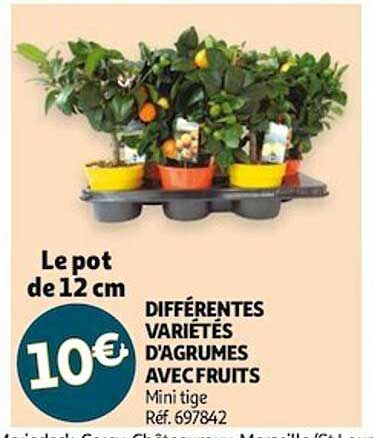 différentes variétés d'agrumes avec furits