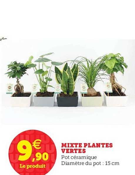 Mixte Plantes Vertes