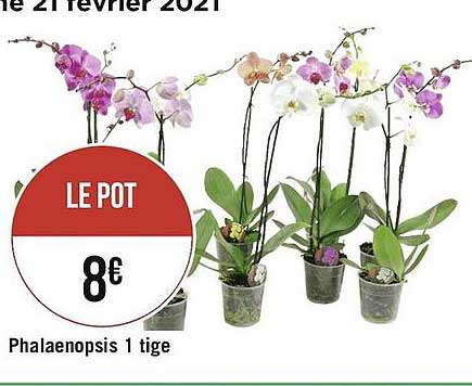 phalaenopsis 1 tige