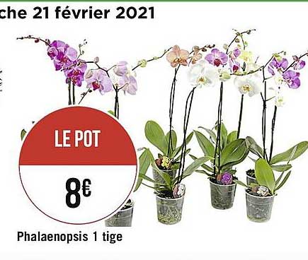 phalaenopsis 1 tige