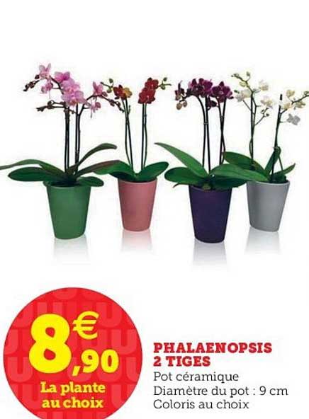 Phalaenopsis 2 Tiges