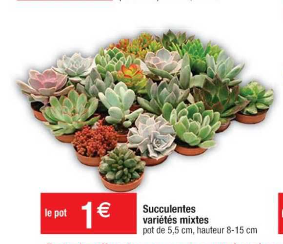 Succulentes Variétés Mixtes