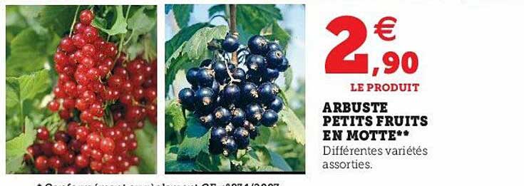 arbuste petits fruits en motte
