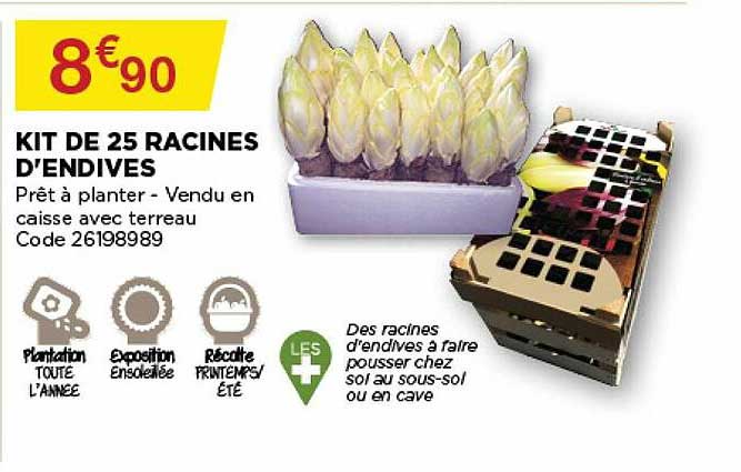 kit de 25 racines d'endives