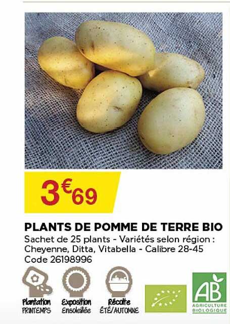 Plants De Pomme De Terre Bio
