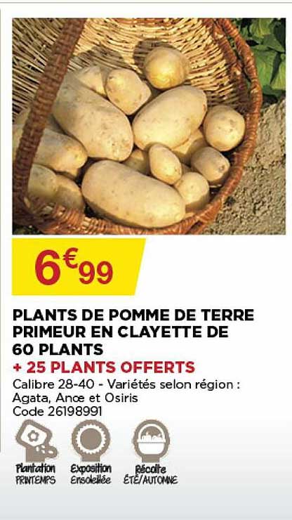 plants de pomme de terre primeur en clayette de 60 plants + 25 plants offerts
