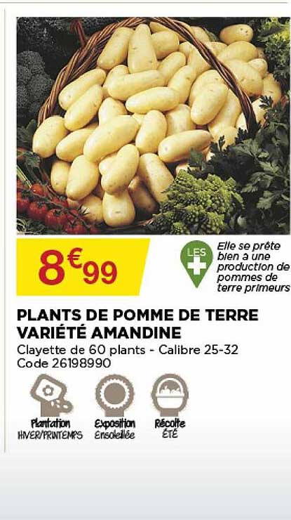 plants de pomme de terre variété amandine