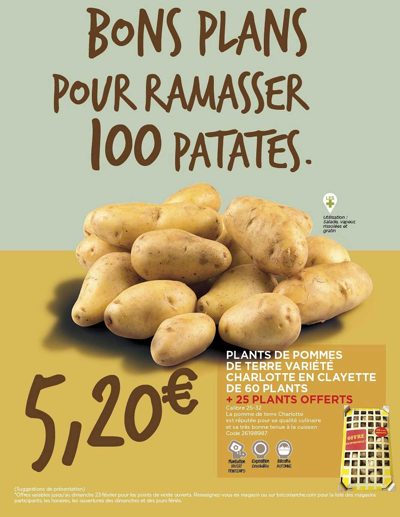 plants de pommes de terre variété charlotte en clayette de 60 plants + 25 plants offerts