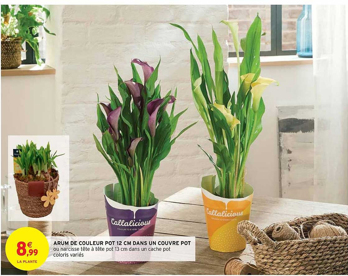 arum de couleur pot 12 cm dans un couvre pot