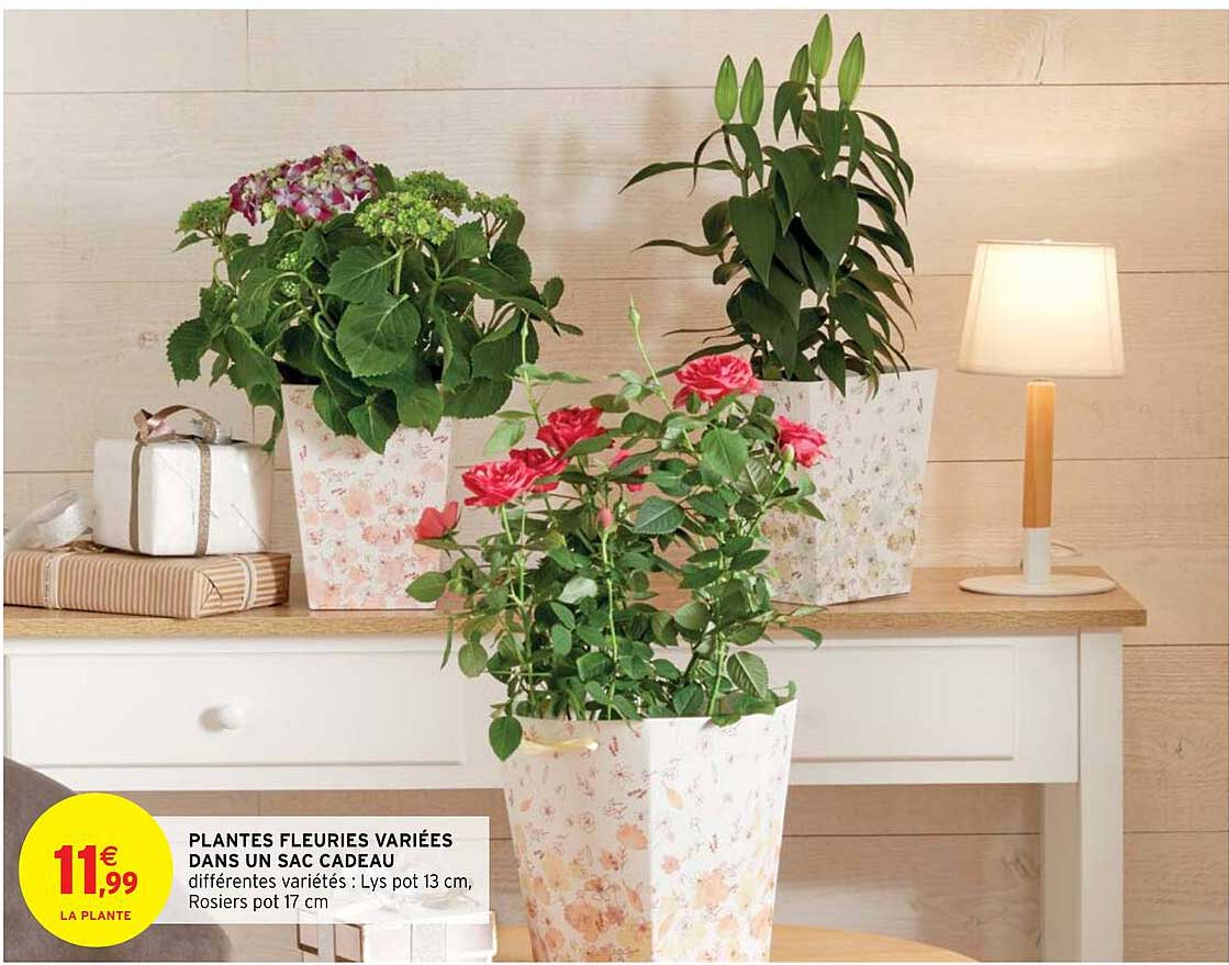 plantes fleuries variées dans un sac cadeau