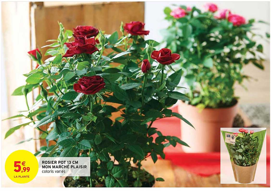 Rosier Pot 13 Cm Mon Marché Plaisir