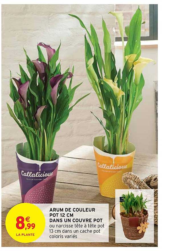 arum de couleur pot 12 cm dans un couvre pot