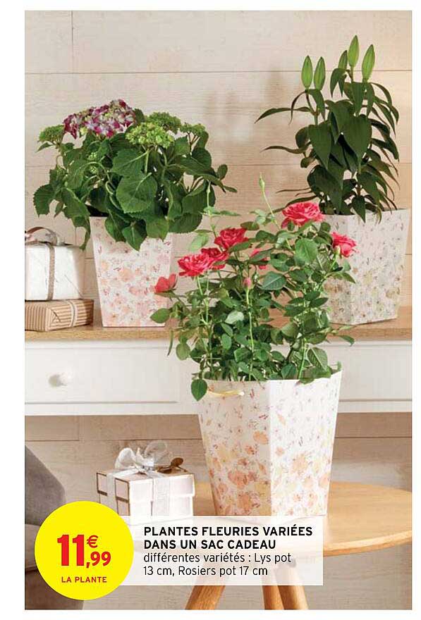 plantes fleuries variées dans un sac cadeau