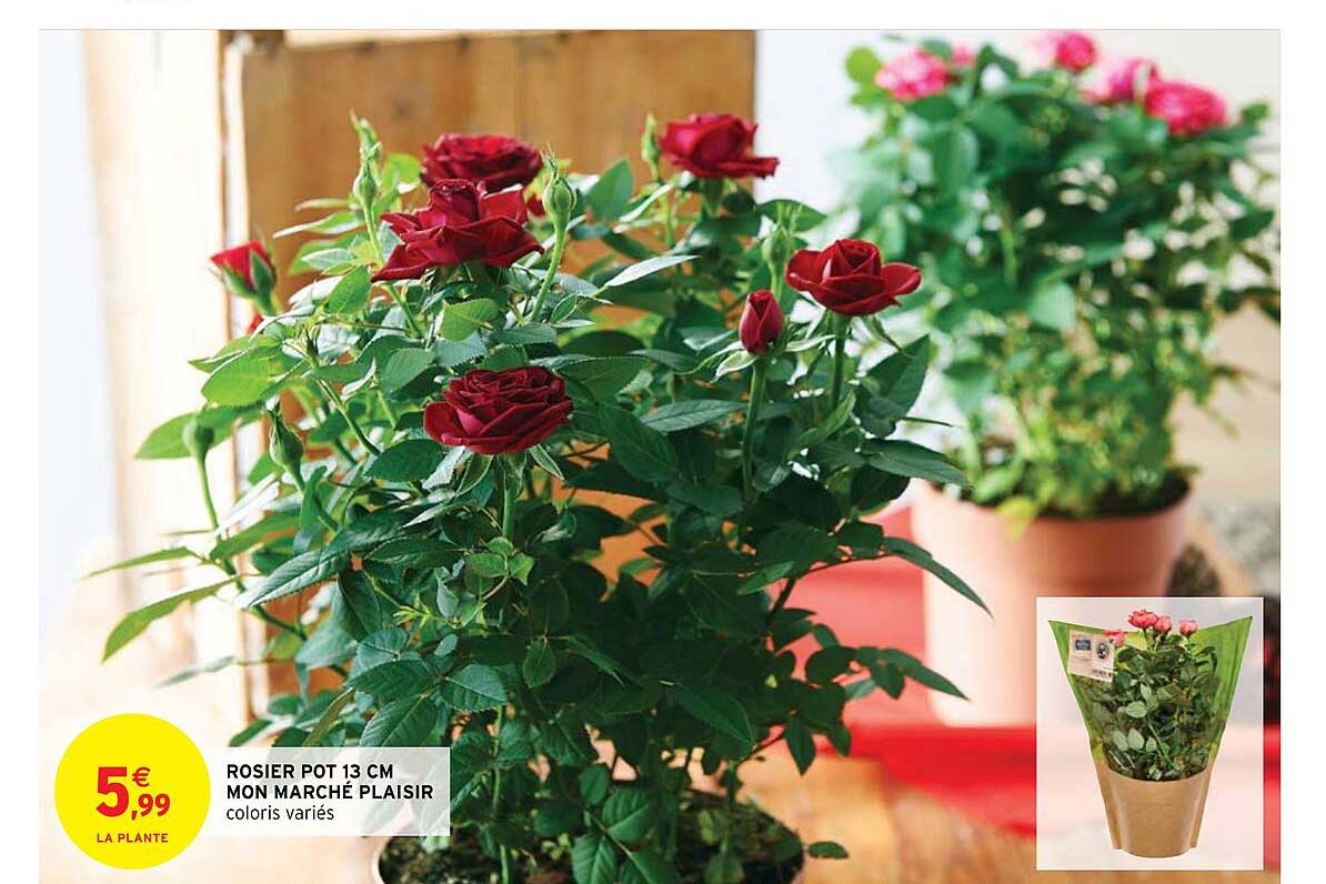 rosier pot 13 cm mon marché plaisir