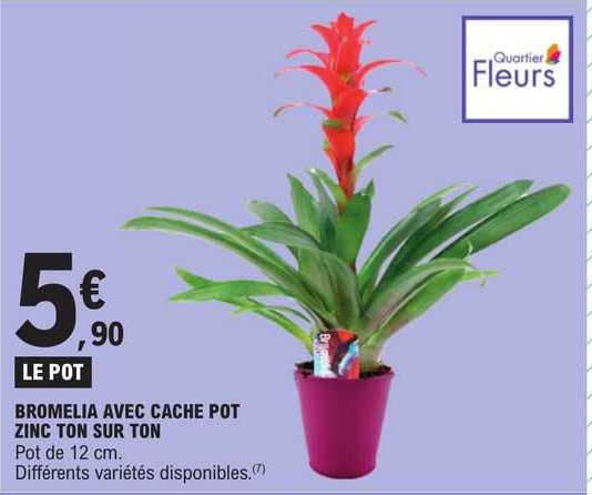 bromelia avec cache pot zinc ton sur ton