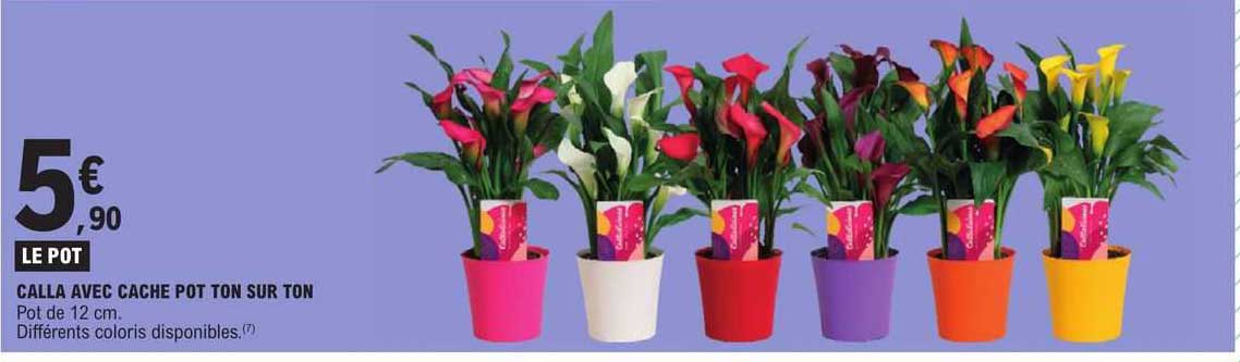 calla avec cache pot ton sur ton