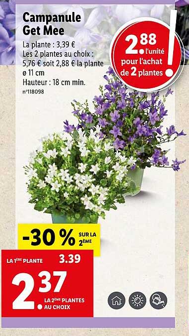 Campanule Get Mee