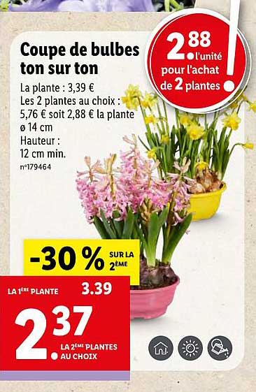 Coupe De Bulbes Ton Sur Ton