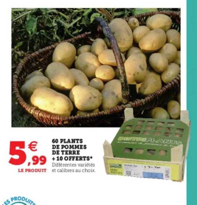 60 plants de pommes de terre + 10 offerts
