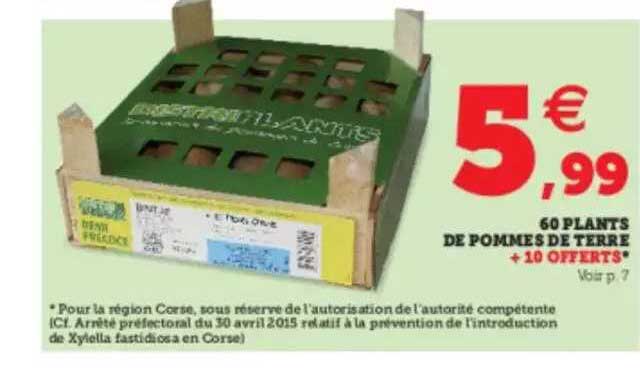 60 Plants De Pommes De Terre