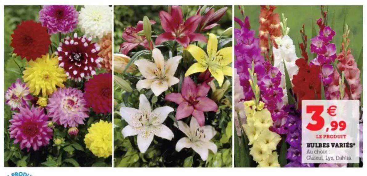 bulbes variés