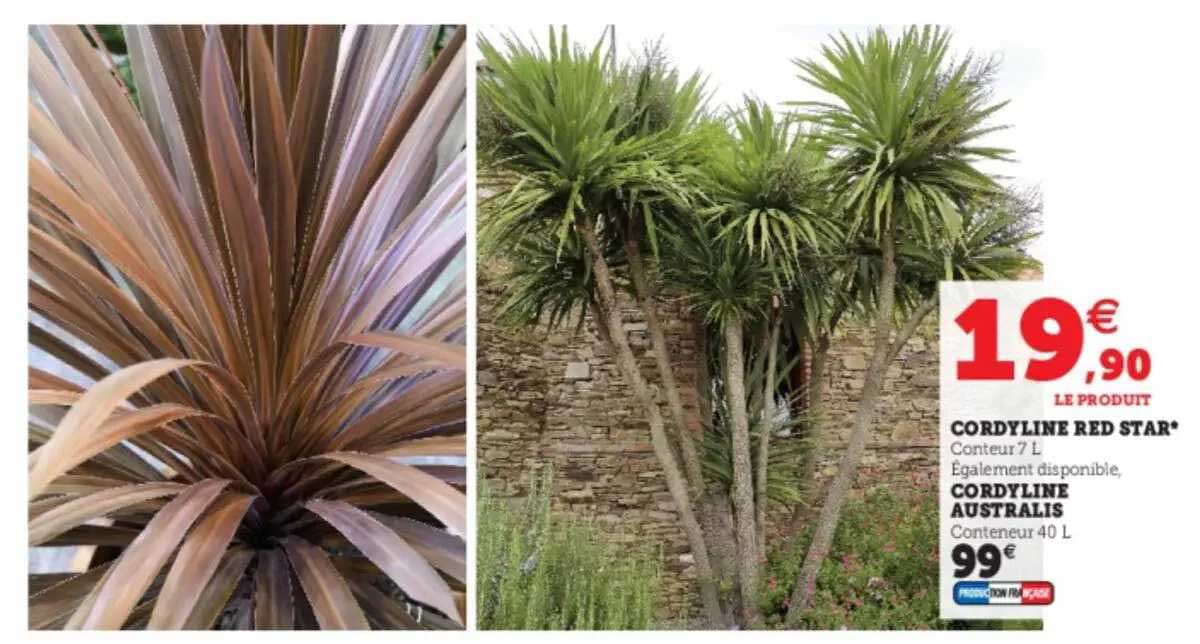 cordyline red star, cordyline australis