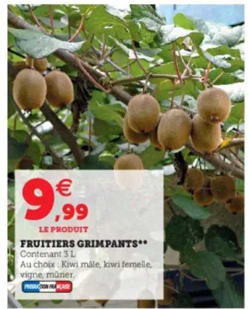 fruitier grimpants