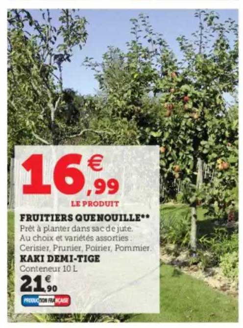fruitiers quenouille, kaki demi-tige