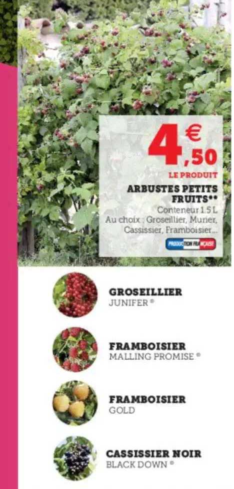 groseillier, framboisier, cassissier noir, arbustes petits fruits
