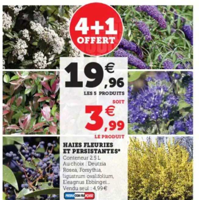 haies fleuries et persistantes