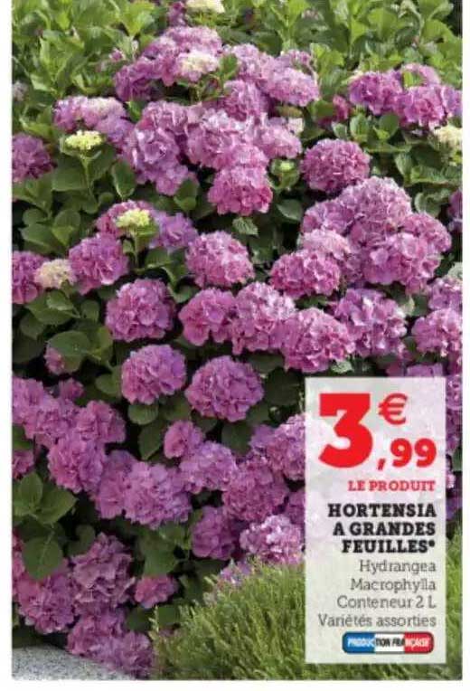 Hortensia à Grandes Feuilles