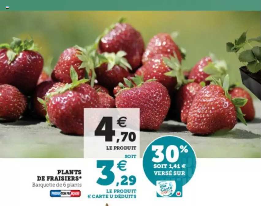 plants de fraisiers