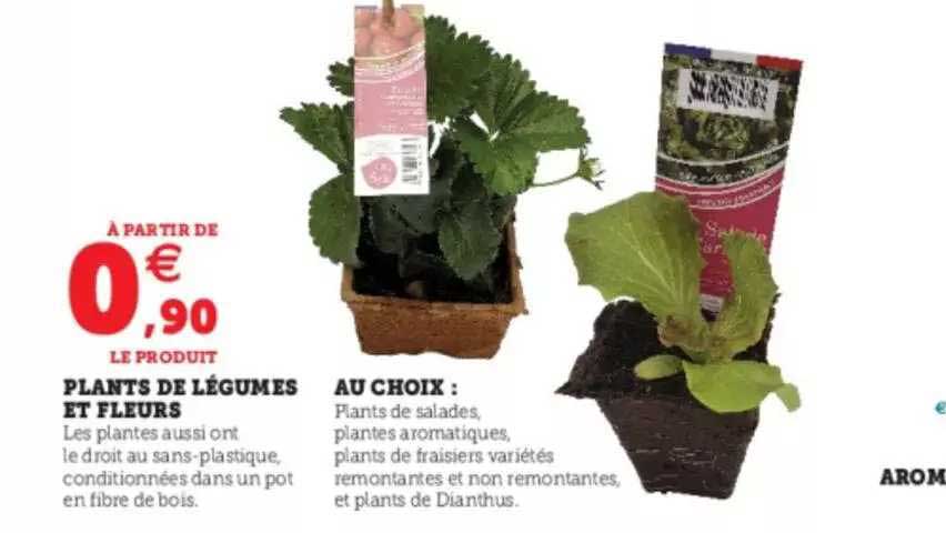 plants de légumes et fleurs