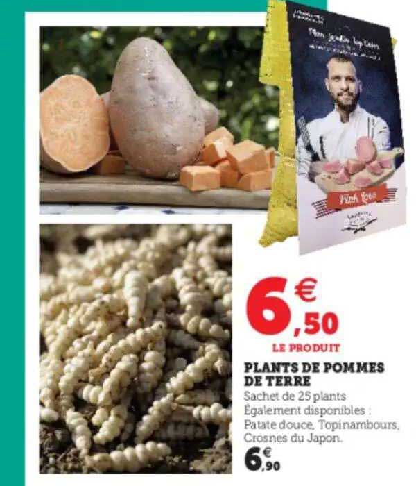 plants de pommes de terre