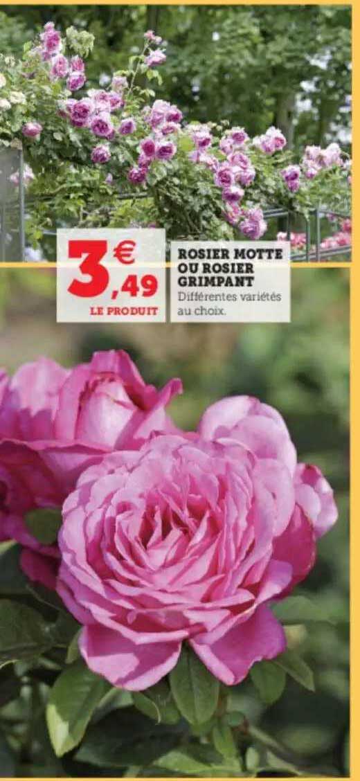 rosier motte ou rosier grimpant