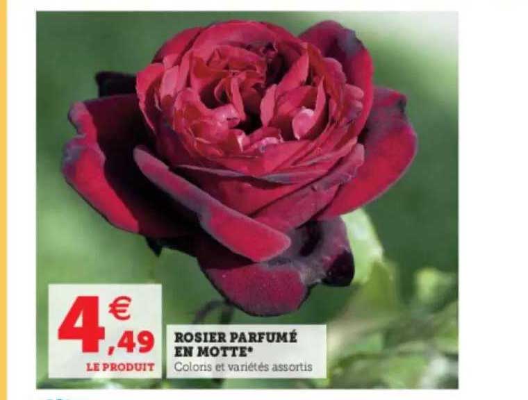 rosier parfumé en motte