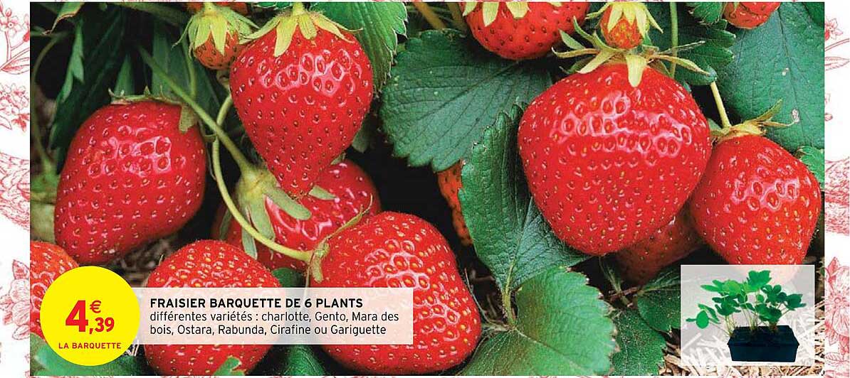 fraisier barquette de 6 plants