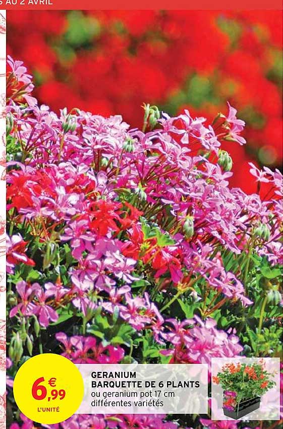 geranium barquette de 6 plants