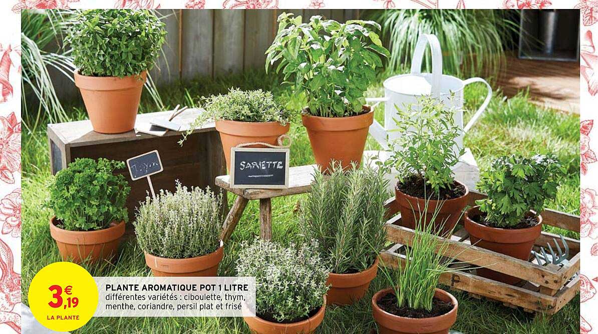 plante aromatique pot 1 litre