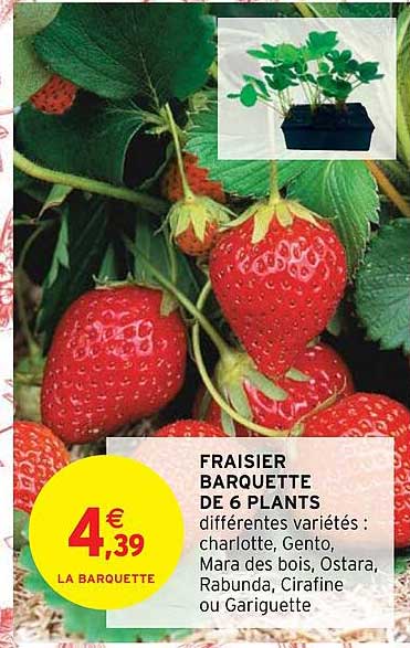 fraisier barquette de 6 plants