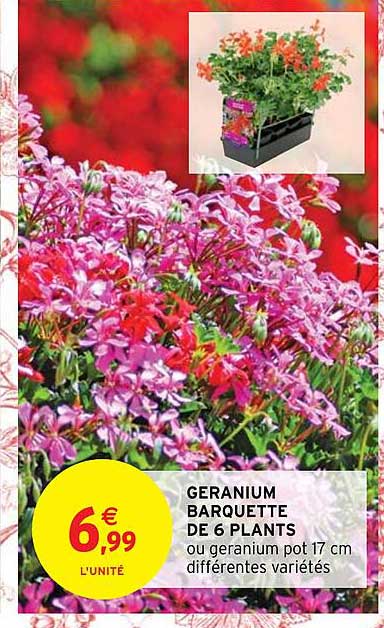 geranium barquette de 6 plants